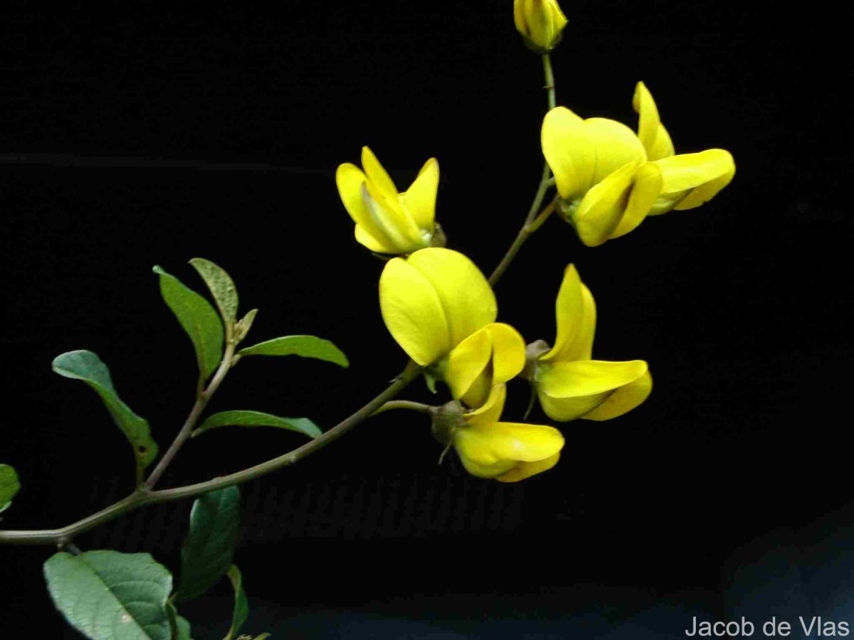 Crotalaria walkeri Arn.